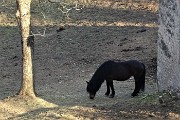 67 Zoom su cavallo intento a fare merenda...